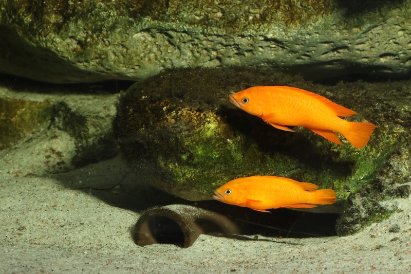 Neolamprologus longior